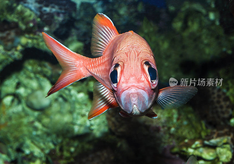 Myripristis kuntee是士兵鱼科的一种鱼。它分布在印度-太平洋的广大地区，在一些地方很常见。毛伊岛,